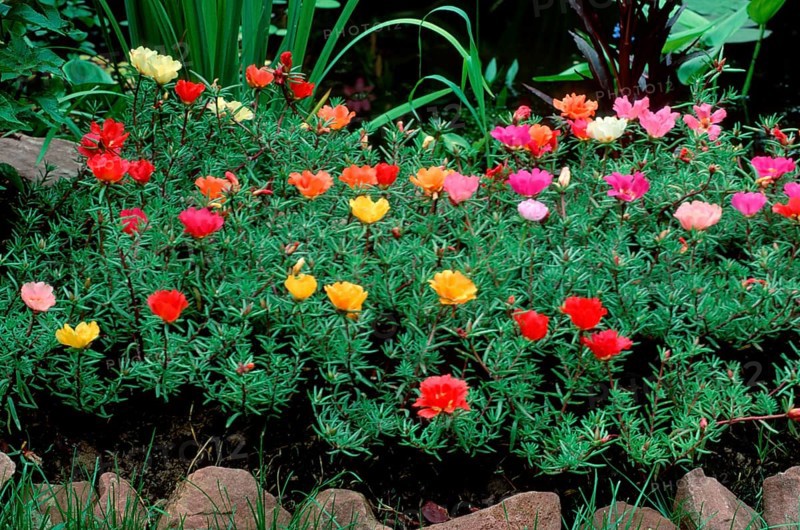 Moss roses, moss-rose purslane (Portulaca grandiflora)