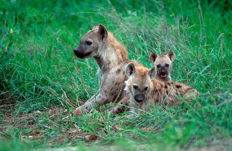 Spotted hyenas (Crocuta crocuta), female with cubs, Kruger National Park, South Africa, spotted hyena, young hyena, hyena, Africa