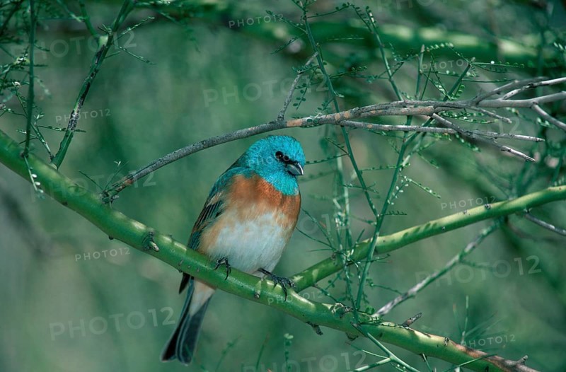 Lazuli bunting (Passerina amoena), Sonora Desert, Arizona, USA, Lazuli Bunting, Sonora Desert, Arizona, USA, North America