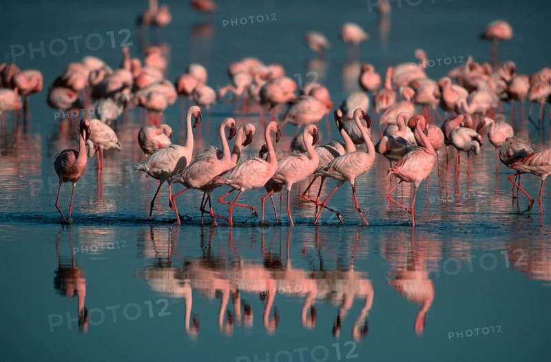 Lesser Flamingos (Phoeniconaias minor) at lake Nakuru, Nakuru national park, Kenya, Africa