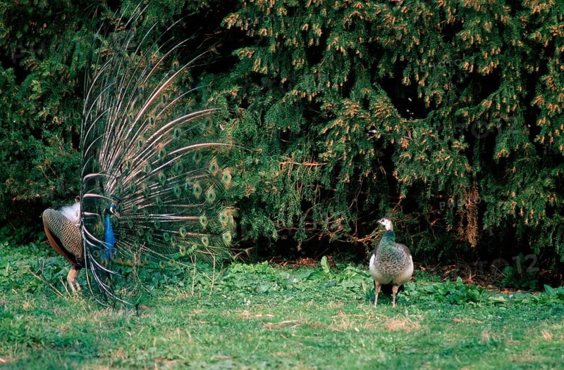 Indian peafowl (Pavo cristatus), pair, courtship display