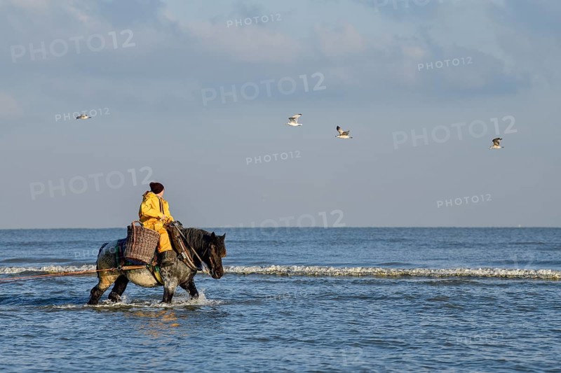Horse fishermen catching Brown shrimp (Crangon crangon), Koksijde, North Sea coast, province of West Flanders, Belgium, Europe