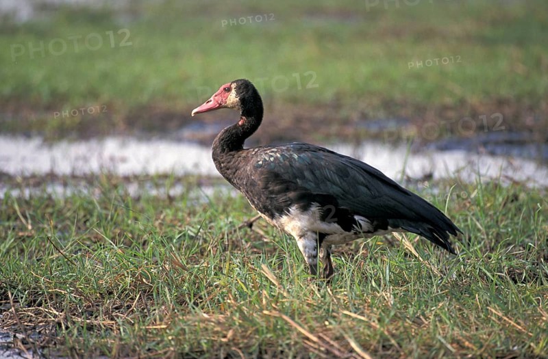 Spur-winged Goose (Plectropterus gambensis), spur-winged goose, Page, Botswana, Africa