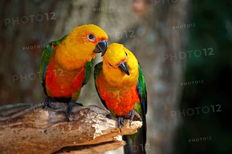 Yellow-headed parakeets, Pantanal (Aratinga auricapilla jandaya), Brazil, South America