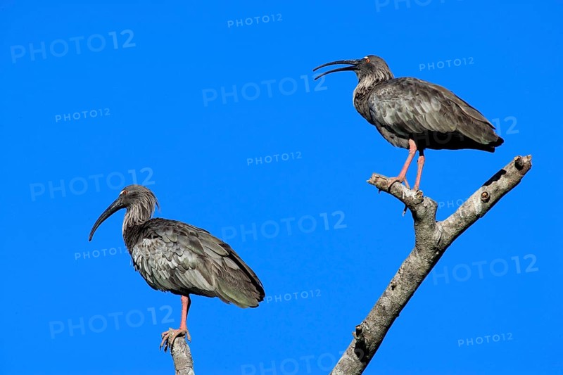Plumberus plumbeous ibis (Theristicus caerulescens), pair, Pantanal, Brazil, South America