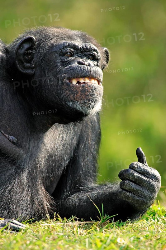 Common Chimpanzee (Pan troglodytes)