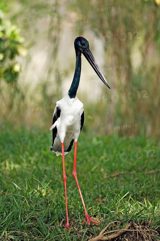 Black-necked stork (Ephippiorhynchus asiaticus), male (Xenorhynchus asiaticus), Indian Great Stork, Australia, Oceania