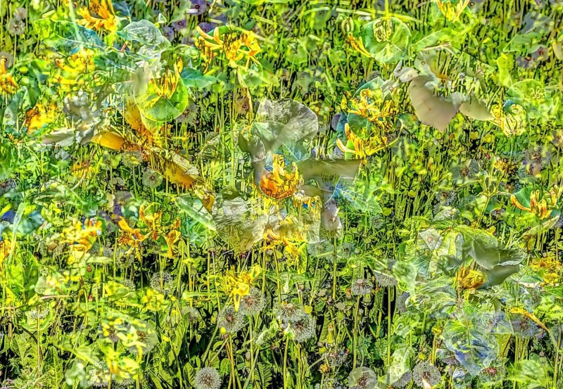 Common dandelion (Taraxacum), oil painting-like shot, diverse flowers, yellow and white flowers creative, different plants mixed, artistic shot, flowers alienated, plants, impressionistic art style, lively spring atmosphere, allover, alienation, dense flower field, green leaves, wildflower meadow, garden, bed, plants, Germany, Europe