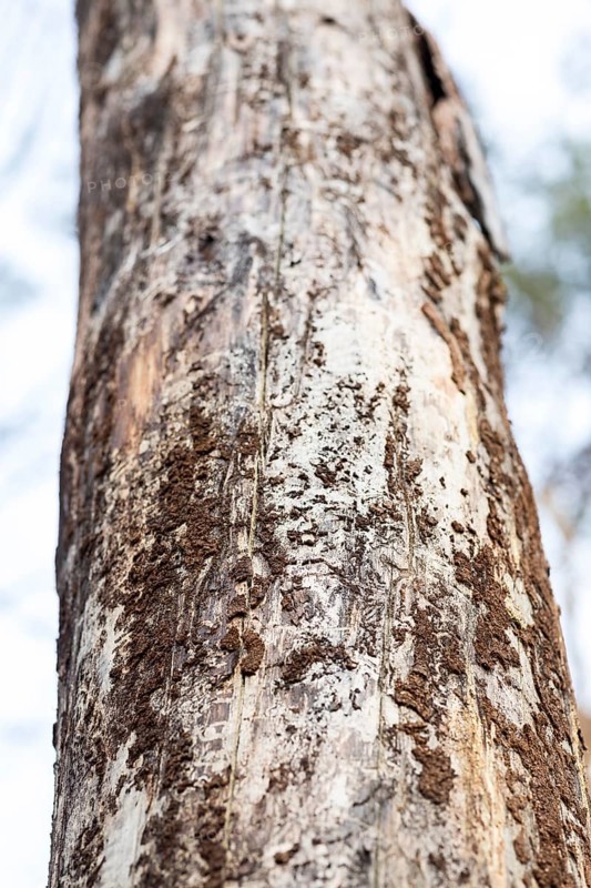 Tree trunk without bark after infestation by bark beetle (Scolytinae), dead wood at Frauenteich, Moritzburger Teiche, Meißen County, Saxony, Germany, Europe