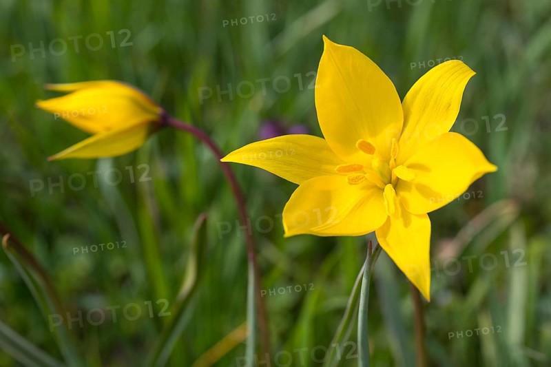 Wild tulips (Tulipa sylvestris) in flower, Saxony, Germany, Europe