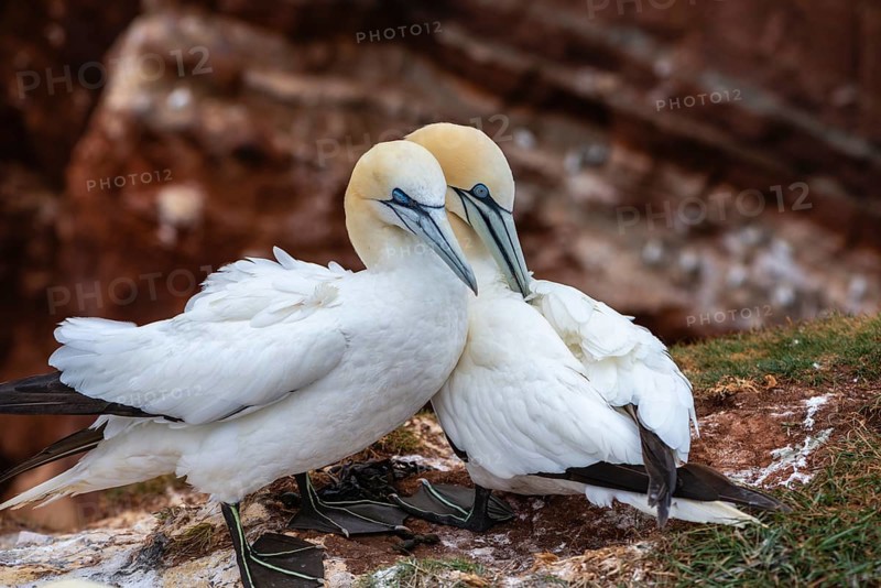 Northern gannet (Morus bassanus), Helgoland Cliff, Helgoland High Seas Island, nests, chicks, North Sea, Schleswig-Holstein, Germany, Helgoland, Schleswig-Holstein, Germany, Europe