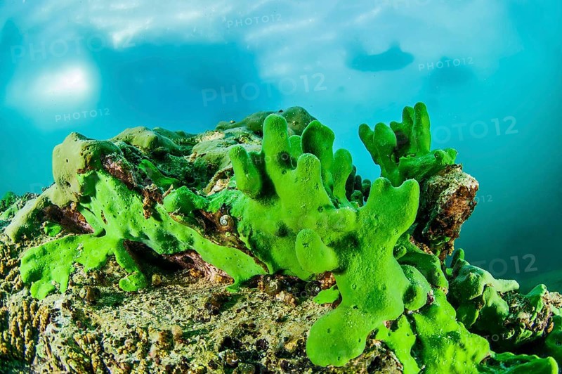 Endemic sponge (Lubomirskia baicalensis), Lake Baikal, Olkhon Island, Pribaikalsky National Park, Irkutsk Province, Siberia, Russia, Europe