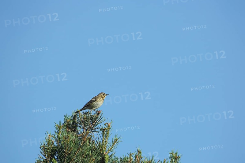 Tree pipit (Anthus trivialis) sitting in tree crown, Grainberg-Kalbenstein, Karlstadter Trockengebiete, Karlstadt, Main, Lower Franconia, Franconia, Bavaria, Germany, Europe