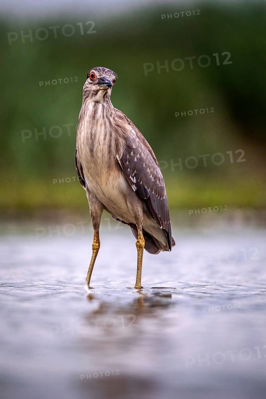 Black crowned night heron (Nycticorax nycticorax) in the water, juvenile, Pusztaszer, Hungary, Europe