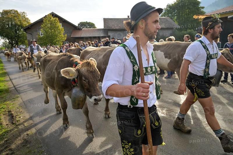 16. 09. 2022. Almabtrieb, cattle seperation in Thalkirchdorf, Markt Oberstaufen, Allgäu, Bavaria, Germany, Europe
