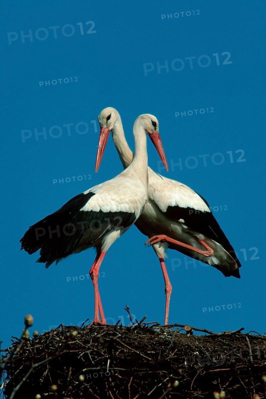 White Storks (Ciconia ciconia), pair, Germany, side, Europe