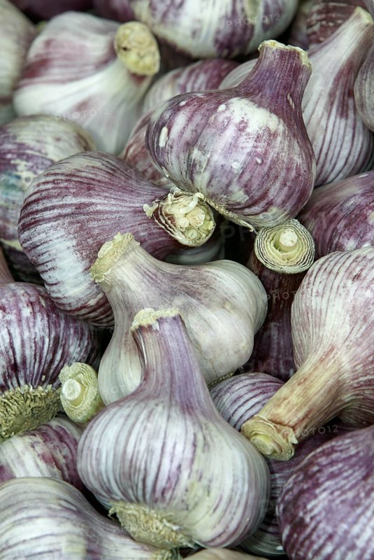 Garlic Bulbs (Allium sativum)