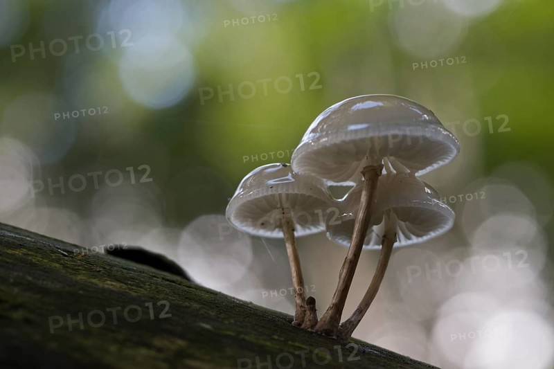 Porcelain fungi (Oudemansiella mucida), Emsland, Lower Saxony, Germany, Europe