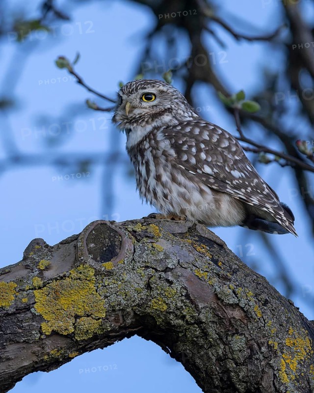 Little Owl (Athene noctua), on a lichen-covered apple tree branch at blue hour, Biosphere Reserve, Swabian Alb, Baden-Württemberg, Germany, Europe