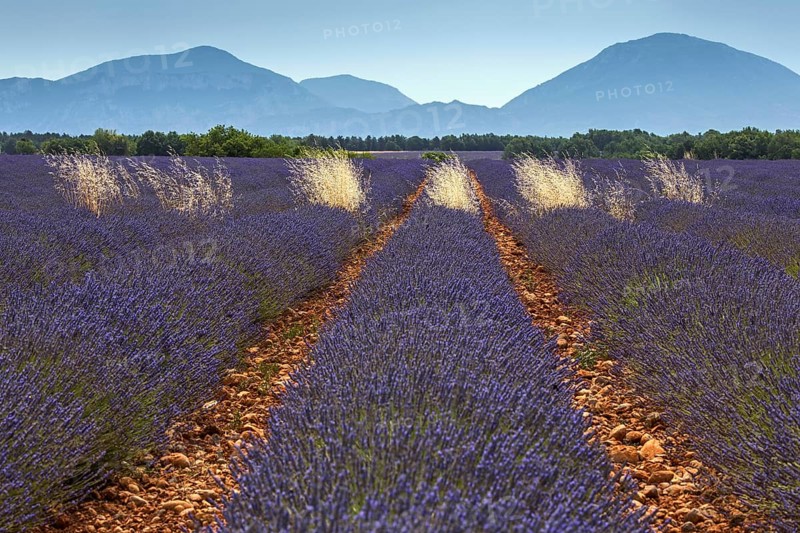 Lavender field, flowering true lavender (Lavandula angustifolia), near Puimoisson, Plateau de Valensole, Provence, Provence-Alpes-Cote d Azur, Southern France, France, Europe