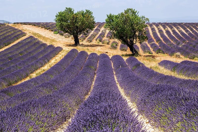 Two trees in a lavender field, flowering true lavender (Lavandula angustifolia), near Valensole, Provence, Provence-Alpes-Cote d Azur, South of France, France, Europe