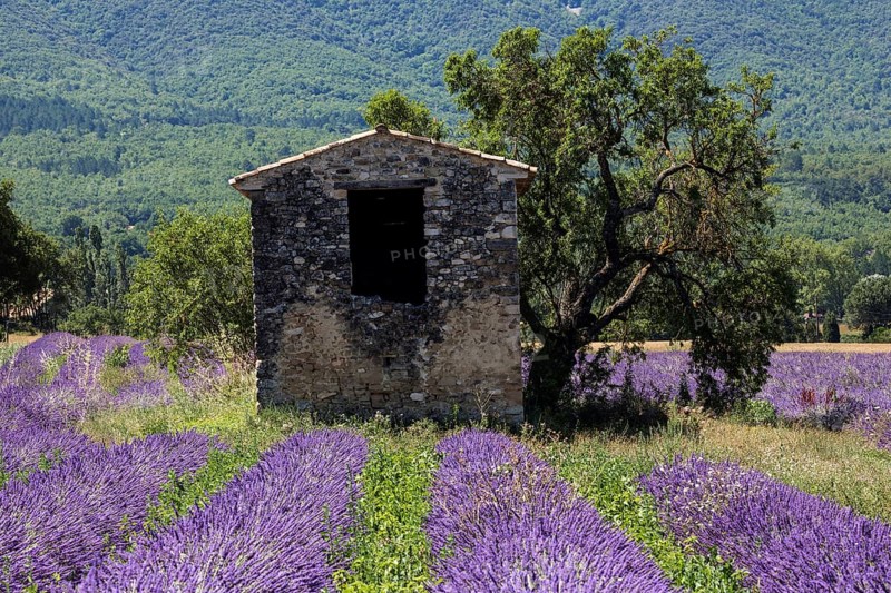 Old stone house with tree in lavender field, flowering true lavender (Lavandula angustifolia), on the D4100 near Cereste, Provence-Alpes-Cote d Azur, Provence, South of France, France, Europe