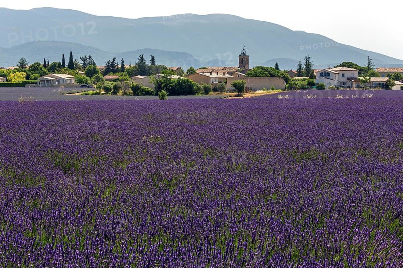 Lavender field, flowering true lavender (Lavandula angustifolia), Puimoisson, Plateau de Valensole, Provence, Provence-Alpes-Cote d Azur, South of France, France, Europe