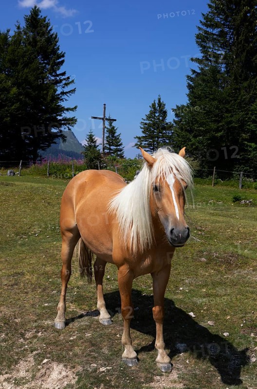 Haflinger in front of the summit cross of the Feichtenstein on the Feichtensteinalm, Hintersee, Osterhorngruppe, Salzkammergut, Land Salzburg, Austria, Europe