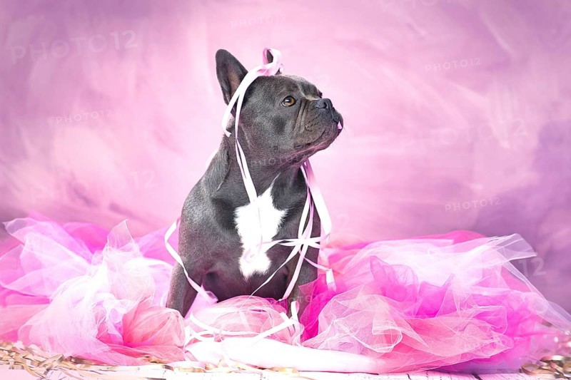Black French Bulldog dog in pink tutu skirt with party streamers