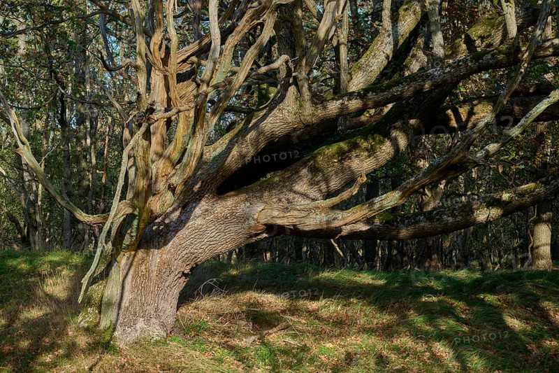 Oak tree, Old, Forest, Amsterdam water line dunes, Zandvoort, North Sea, North Holland, Netherlands