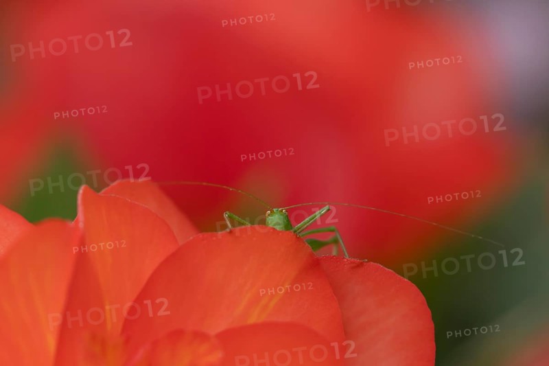 Speckled bush cricket (Leptophyes punctatissima) adult on a garden rose flower, Suffolk, England, United Kingdom, Europe