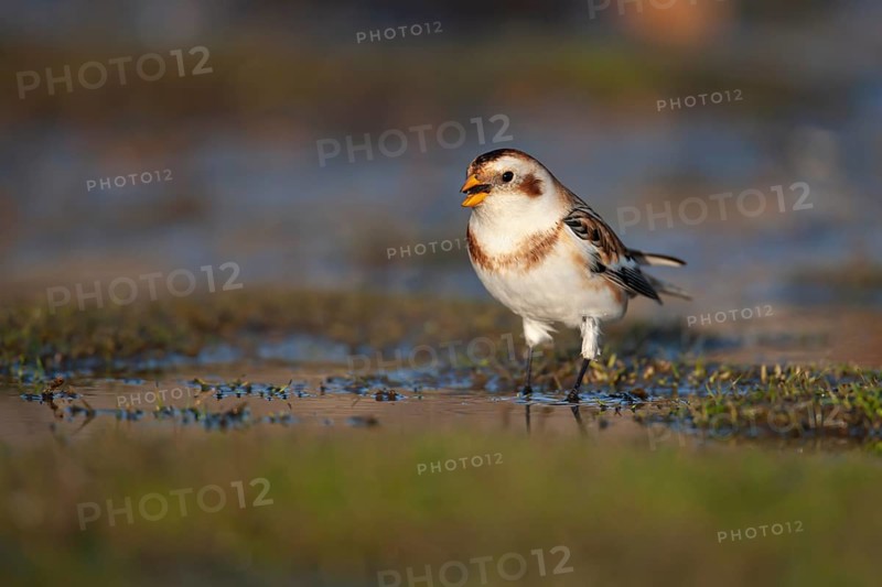 Snow bunting (Plectrophenax nivalis) adult bird drinking from a shallow puddle on a saltmarsh, Norfolk, England, United Kingdom, Europe