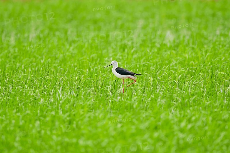 Black-winged stilt (Himantopus himantopus) walking in a rice field, Spain, Europe
