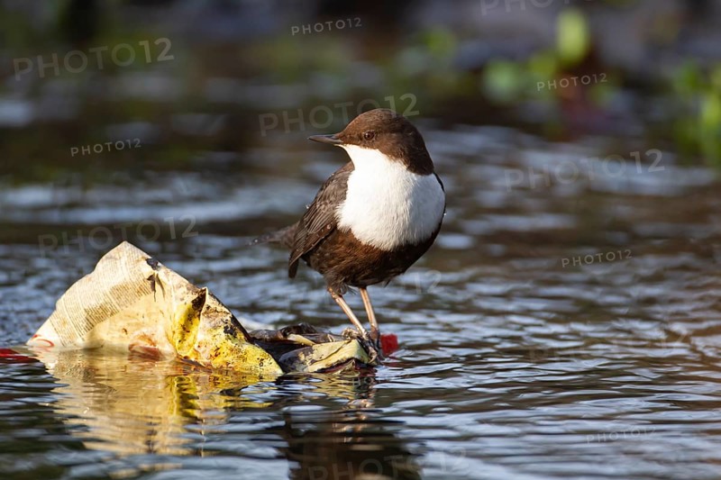 Black-bellied dipper (Cinclus cinclus cinclus) adult bird on waste litter in a river, Norfolk, England, United Kingdom, Europe