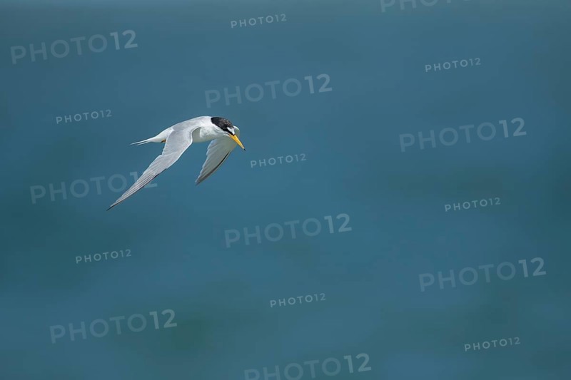 Little tern (Sternula albifrons) adult bird in flight, Suffolk, England, United Kingdom, Europe