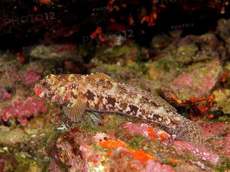 Redmouth goby (Gobius cruentatus), dive site Cap de Creus Marine Protected Area, Rosas, Costa Brava, Spain, Mediterranean Sea, Europe