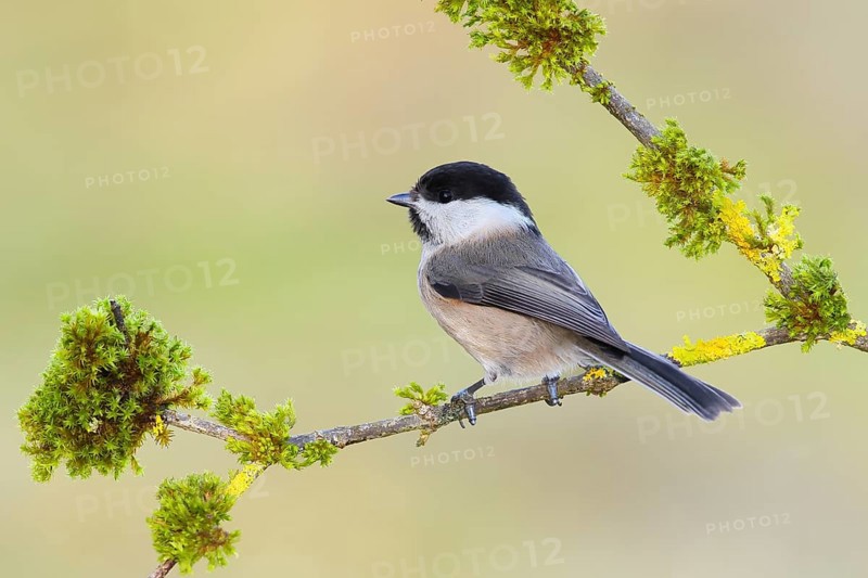 Willow Tit (Parus montanus), sitting on a mossy branch, Siegerland Animals, Birds, North Rhine-Westphalia, Germany, Europe