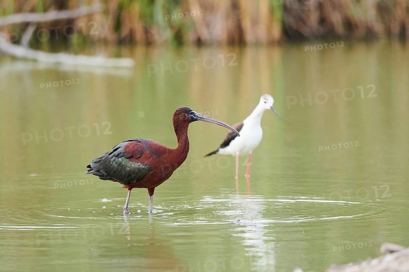 Black-winged stilt (Himantopus himantopus) standing in the water beside a Glossy ibis (Plegadis falcinellus), Camargue, France, Europe