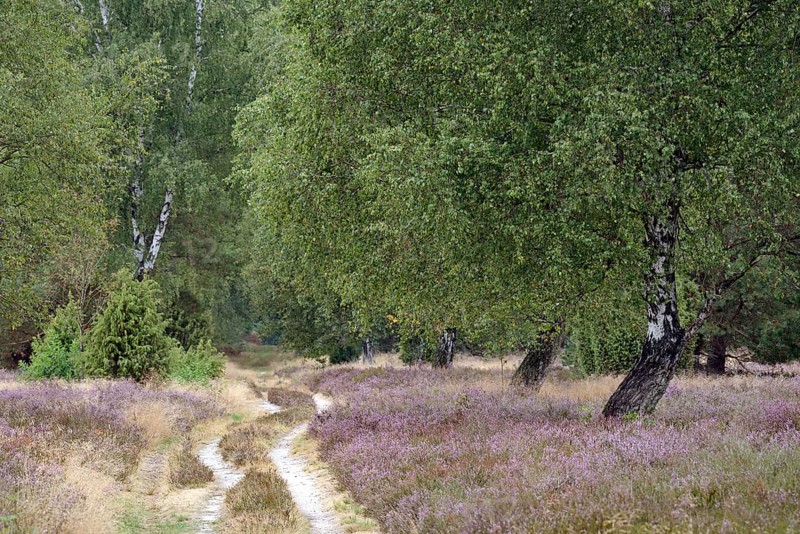 Heath landscape, typical vegetation, carriage and hiking trail leads through the flowering common heather (Calluna Vulgaris) with birch (Betula) and juniper (Juniperus communis), Südheide nature park Park, Lüneburg Heath, Lower Saxony, Germany, Europe