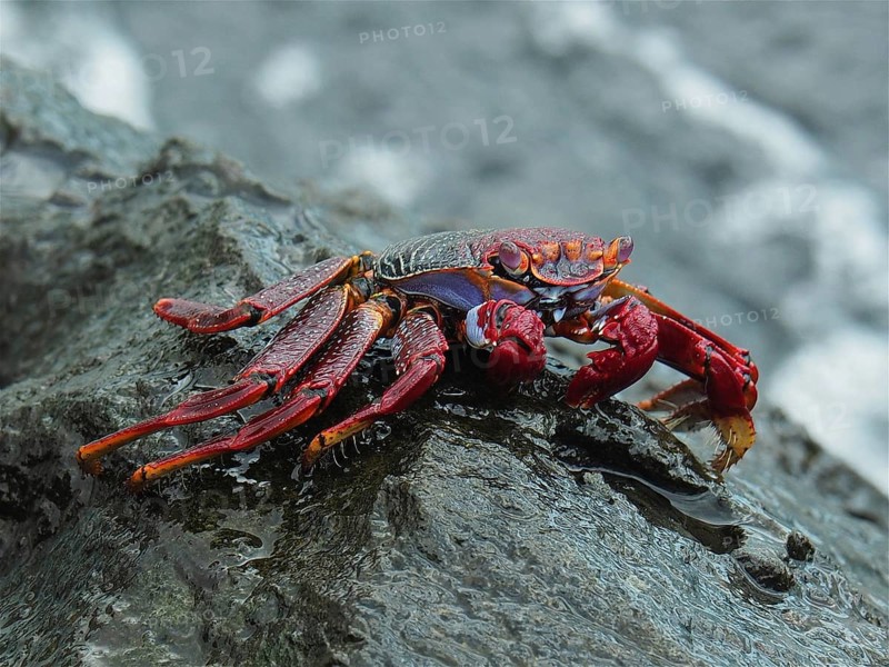 Red rock crab (Grapsus adscensionis) on rock. Puerto de Mogan, Gran Canaria, Spain, Atlantic Ocean, Europe
