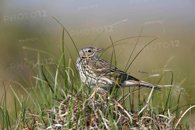 Raps (Anthus pratensis), in breeding territory, animal in dune vegetation, Lower Saxony Wadden Sea National Park, East Frisian Islands, Lower Saxony, Germany, Europe