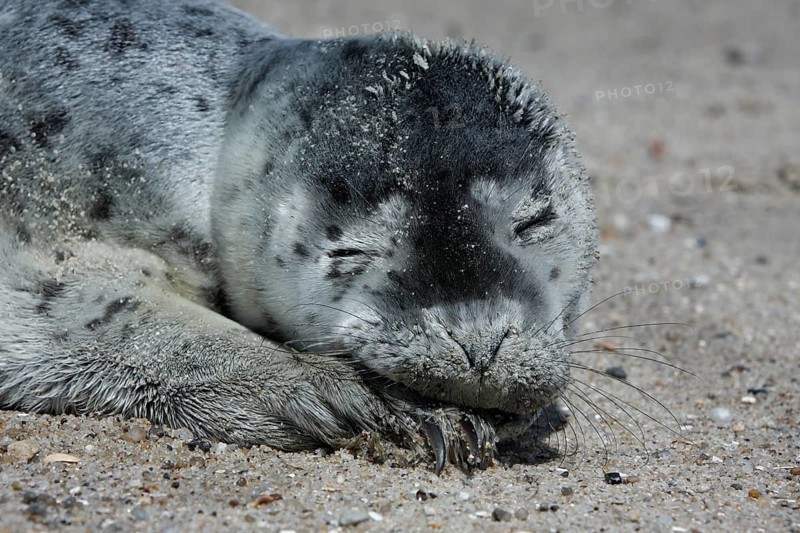 Harbor seal (Phoca vitulina), portrait of a howler, pup on the beach, Lower Saxony Wadden Sea National Park, Lower Saxony, Germany, Europe