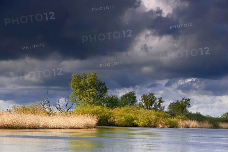 Willow trees and shrubs on the banks of the River Peene, Peene Valley River Landscape nature park Park, Mecklenburg-Western Pomerania, Germany, Europe