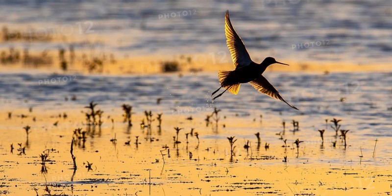 Common redshank (Tringa totanus), adult, flying up, backlight, shallow water, Dümmerniederung, Diepholz County, Lower Saxony, Germany, Europe