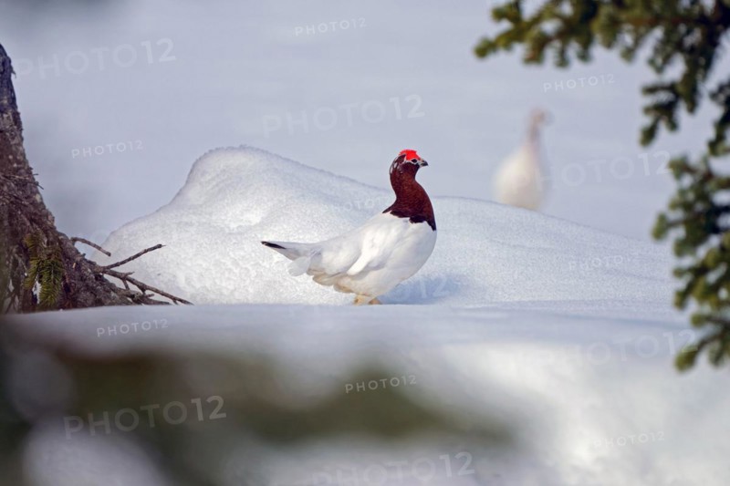 Ptarmigan (Lagopus lagopus) in spring plumage, red roses, standing in the snow, looking for mate, female ptarmigan dimly visible behind, Yukon Territory, Canada, North America