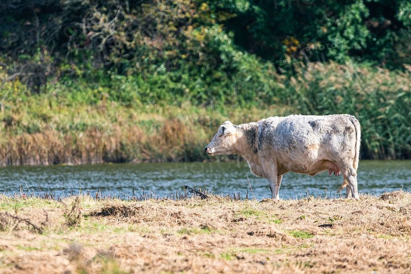 Bulls and Cows on Devon Meadows and Marshlands from a drone, English Village, England, United Kingdom, Europe
