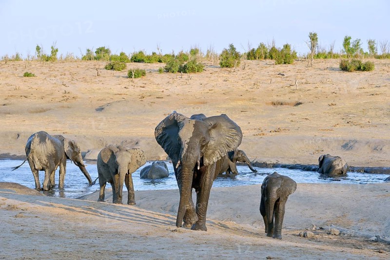 Elephants (Loxodonta africana) bathing, near Somalisa Camp, Hwange National Park, Matabeleland North, Zimbabwe, Africa