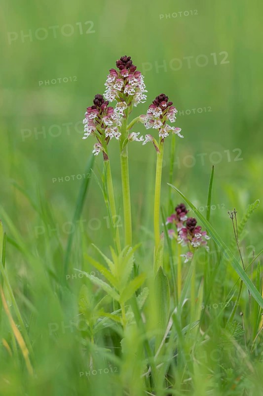 Burnt-tip orchid (Orchis ustulata), Burgenland, Austria, Europe