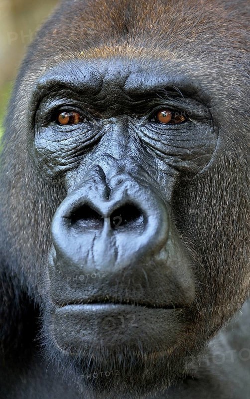Western Lowland Gorilla (Gorilla gorilla gorilla), animal portrait, male, Silverback, captive, South-West Region, Cameroon, Africa