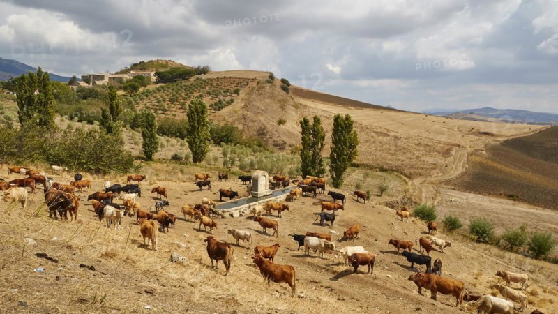 Herd of cows at watering place, Dry hilly landscape, Harvested fields, Trees, Cloudy sky, Madonie National Park, Autumn, Late summer, Sicily, Italy, Europe